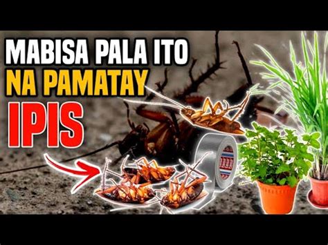 ITO PALA ANG PINAKA MABISANG PAMATAY AT PANTABOY .
